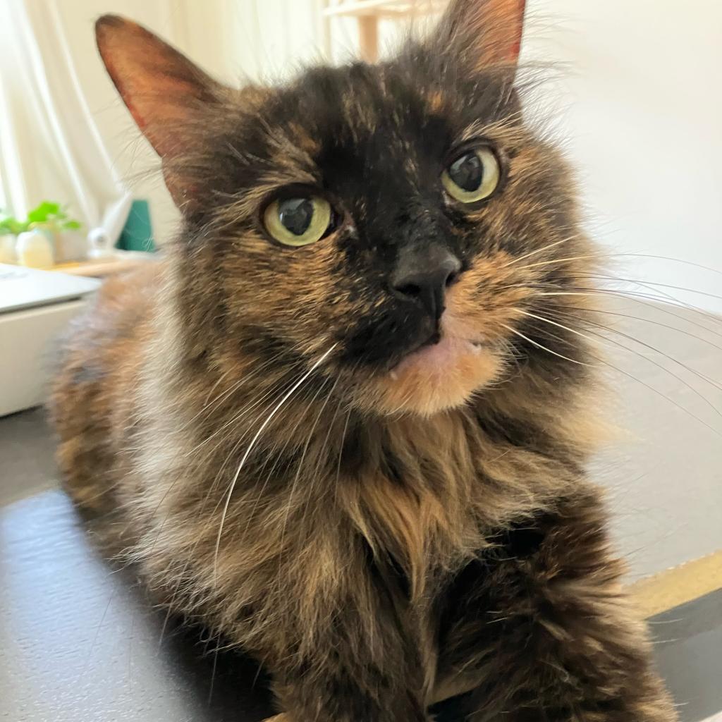 Adoptable Female Female