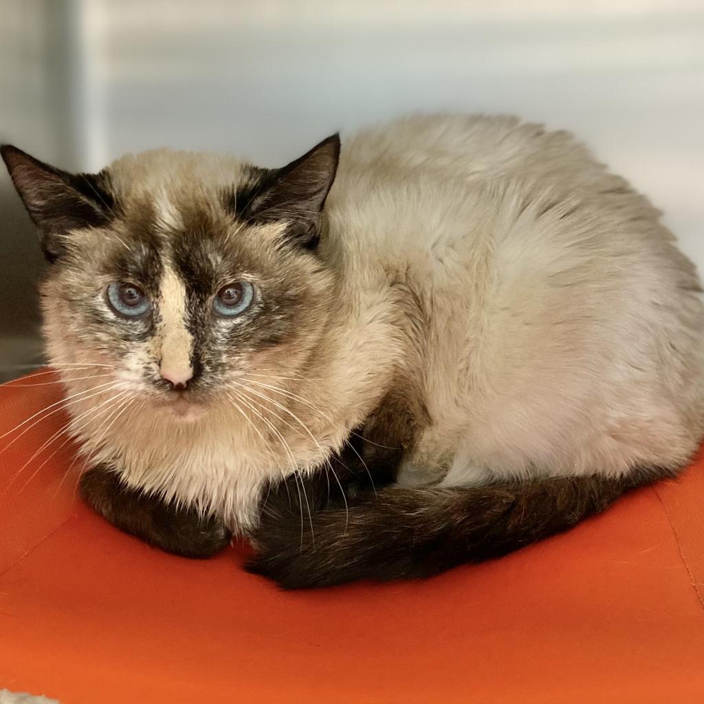 Adoptable Female Female