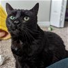 adoptable Cat in slc, UT named Sis