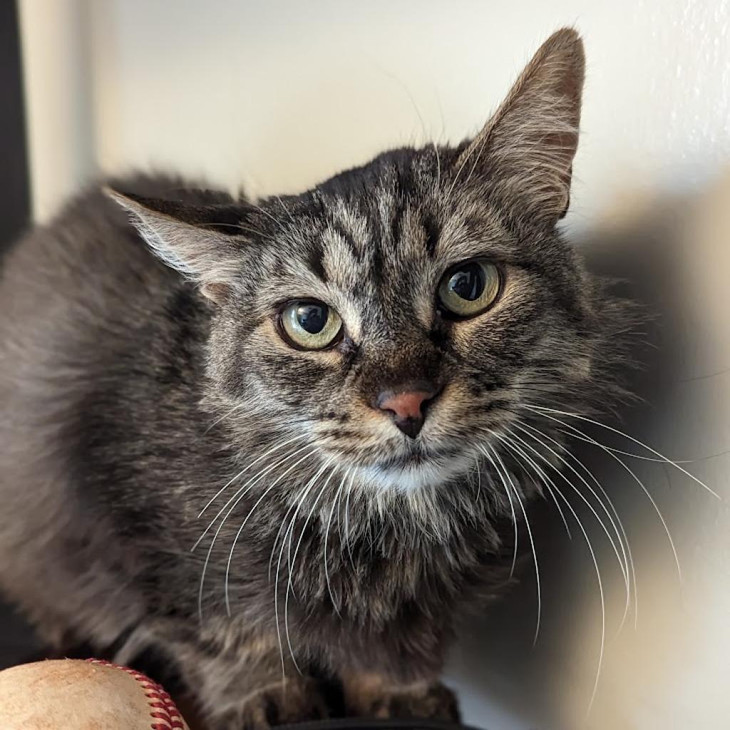 Adoptable Female Female