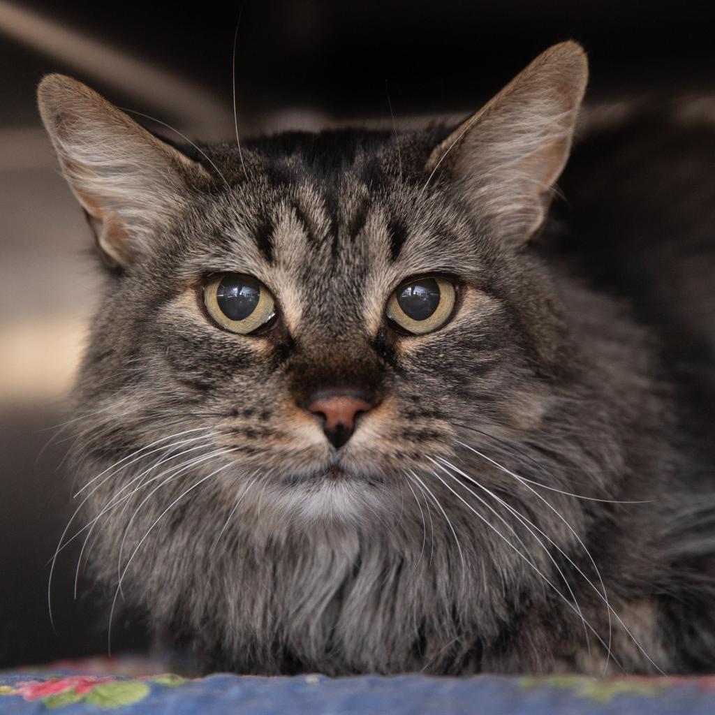 Adoptable Female Female