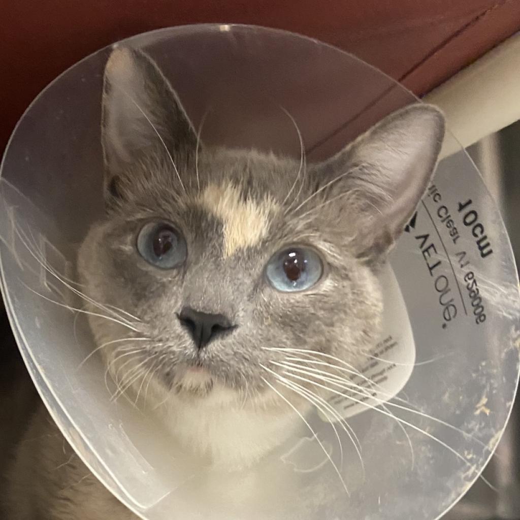 Dill Pickle - Domestic Short Hair