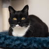 adoptable Cat in SLC, UT named Hobie Brown