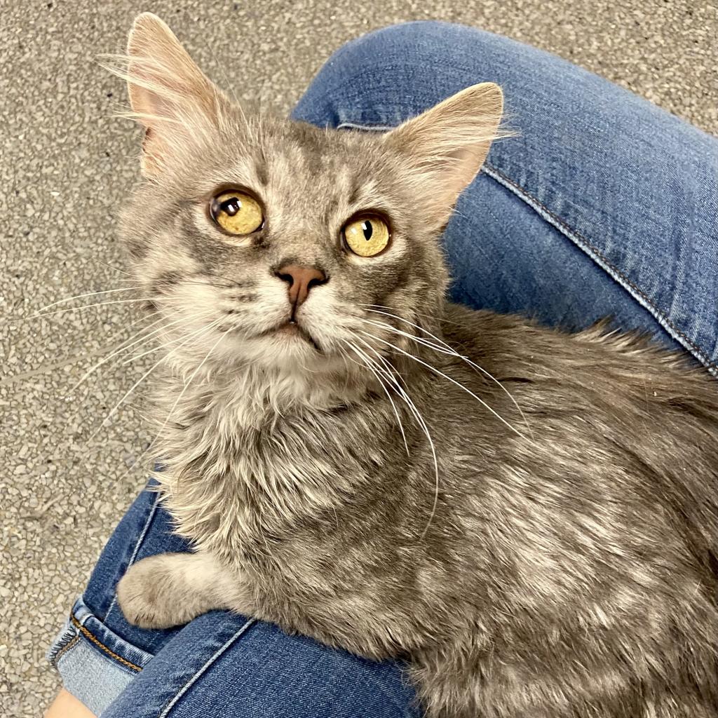 adoptable Cat in SLC, UT named Knuckles