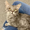 adoptable Cat in  named Knuckles