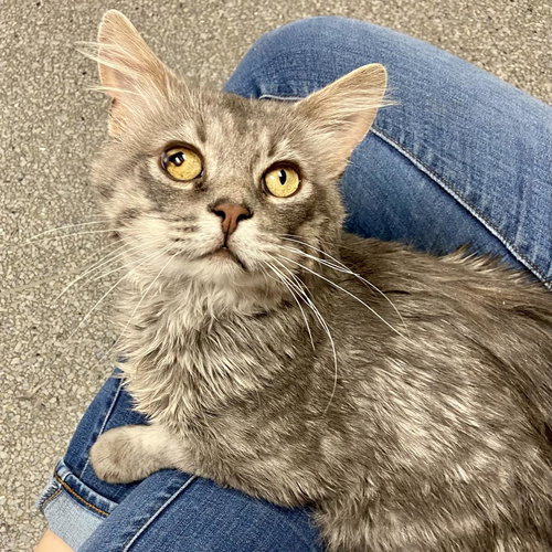 Knuckles, Adult Domestic Medium Hair, cat for adoption in Orem, Utah