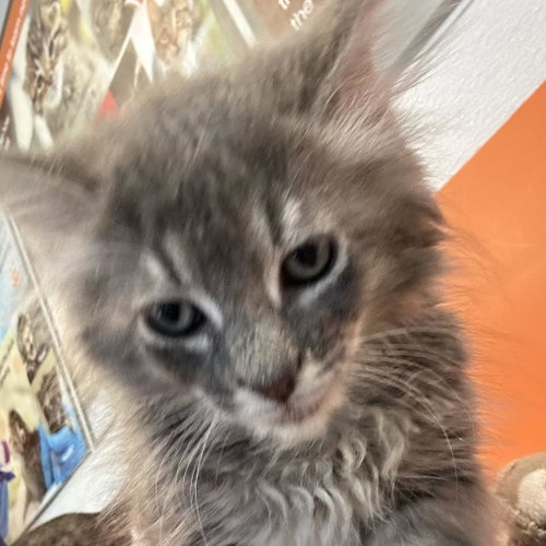 Chunk, an adoptable Domestic Long Hair in Salt Lake City, UT