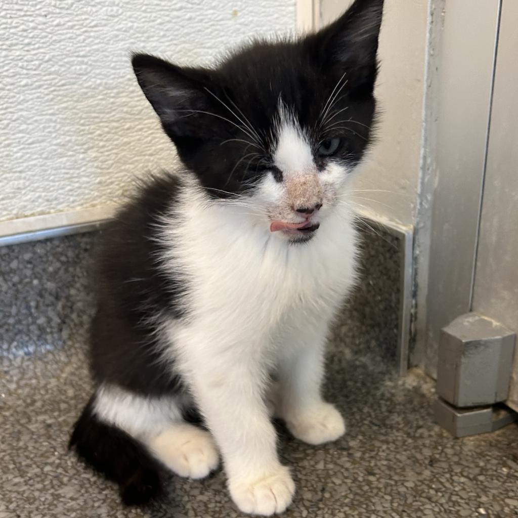 Slade - Domestic Short Hair