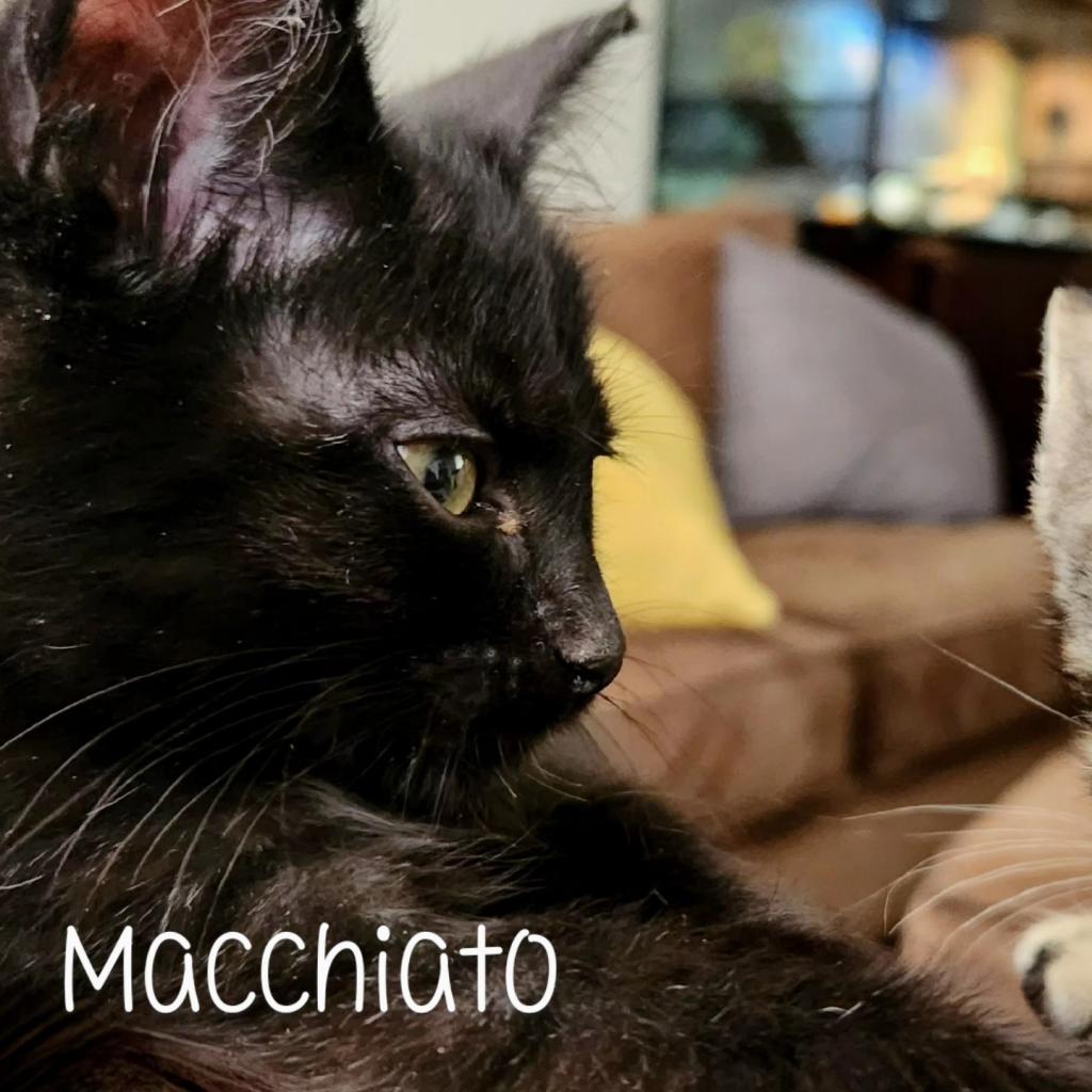 Macchiato - Domestic Short Hair