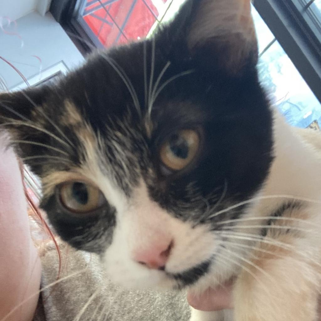 Mrs. Meyer - Domestic Short Hair