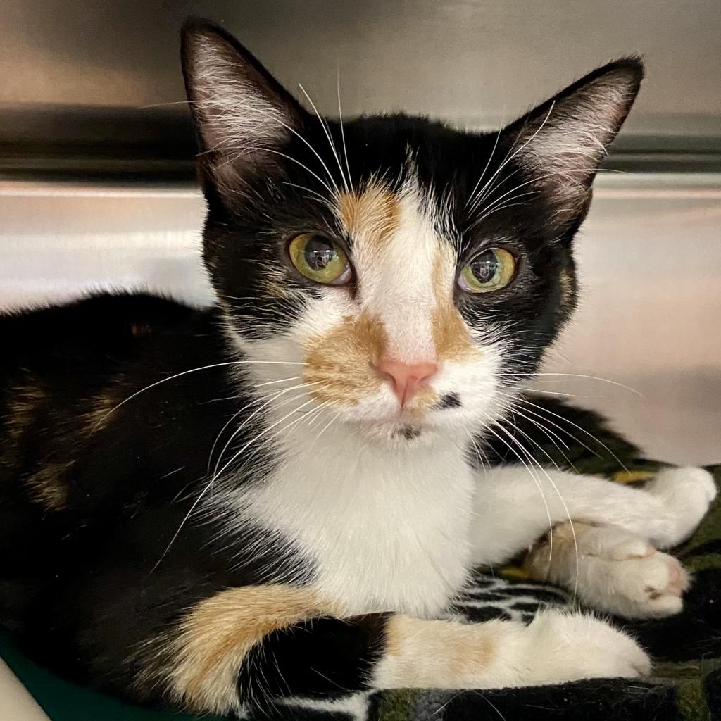 Pixie - Domestic Short Hair