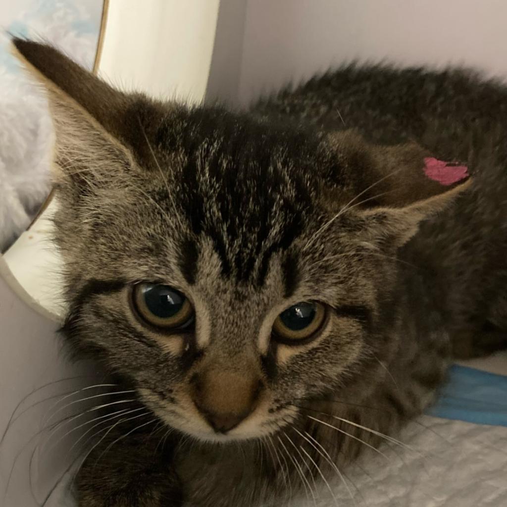 Lolli - Domestic Short Hair