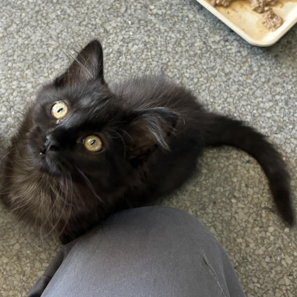 Nettle - Domestic Short Hair