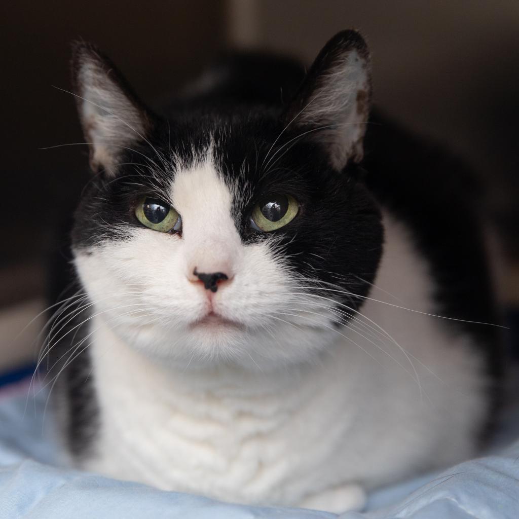 Adoptable Female Female