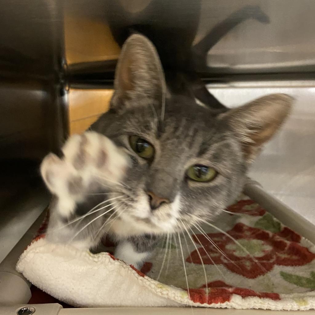 Adoptable Female Female