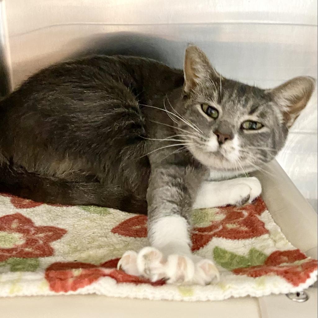 Adoptable Female Female