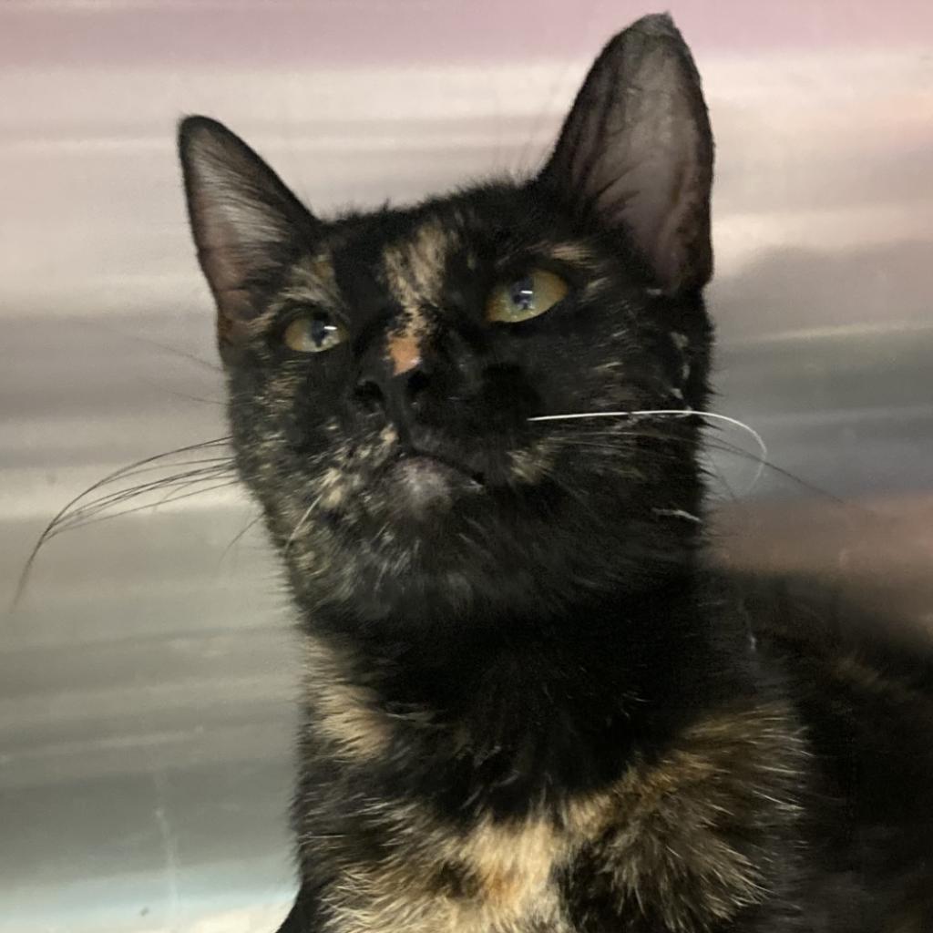 Elvira - Domestic Short Hair