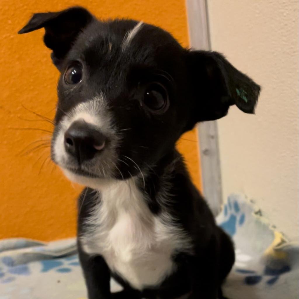 Domino - Terrier / Border Collie / Mixed
