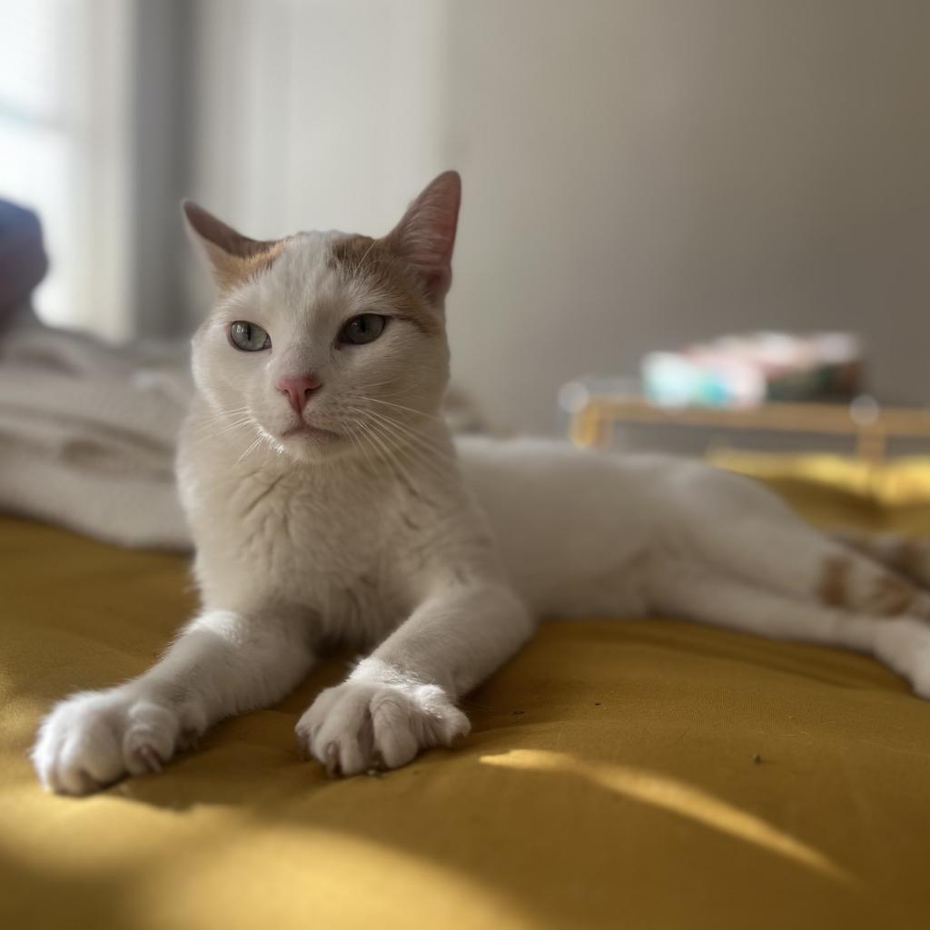 Adoptable Male Male