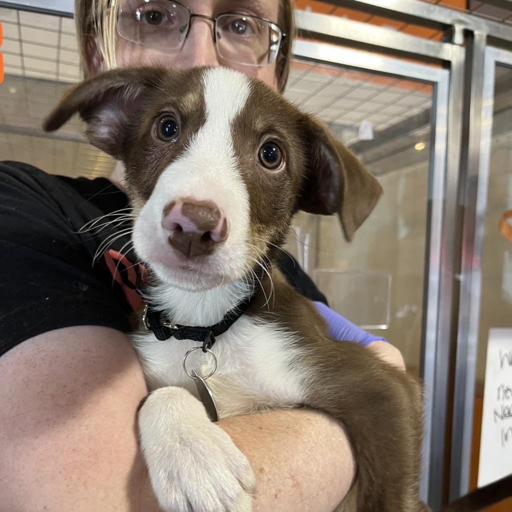 Count Chocula - Terrier / Collie / Mixed