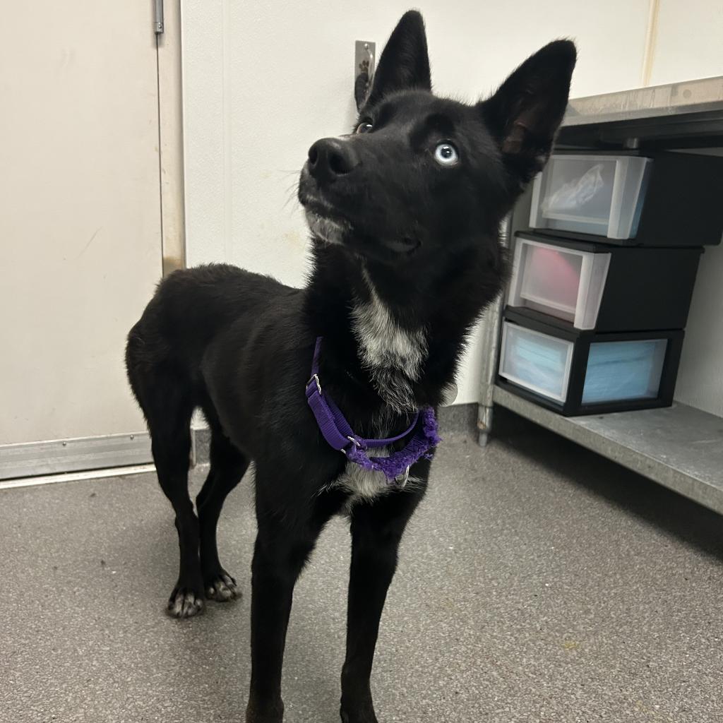 Susie Carmichael - Terrier / Border Collie / Mixed