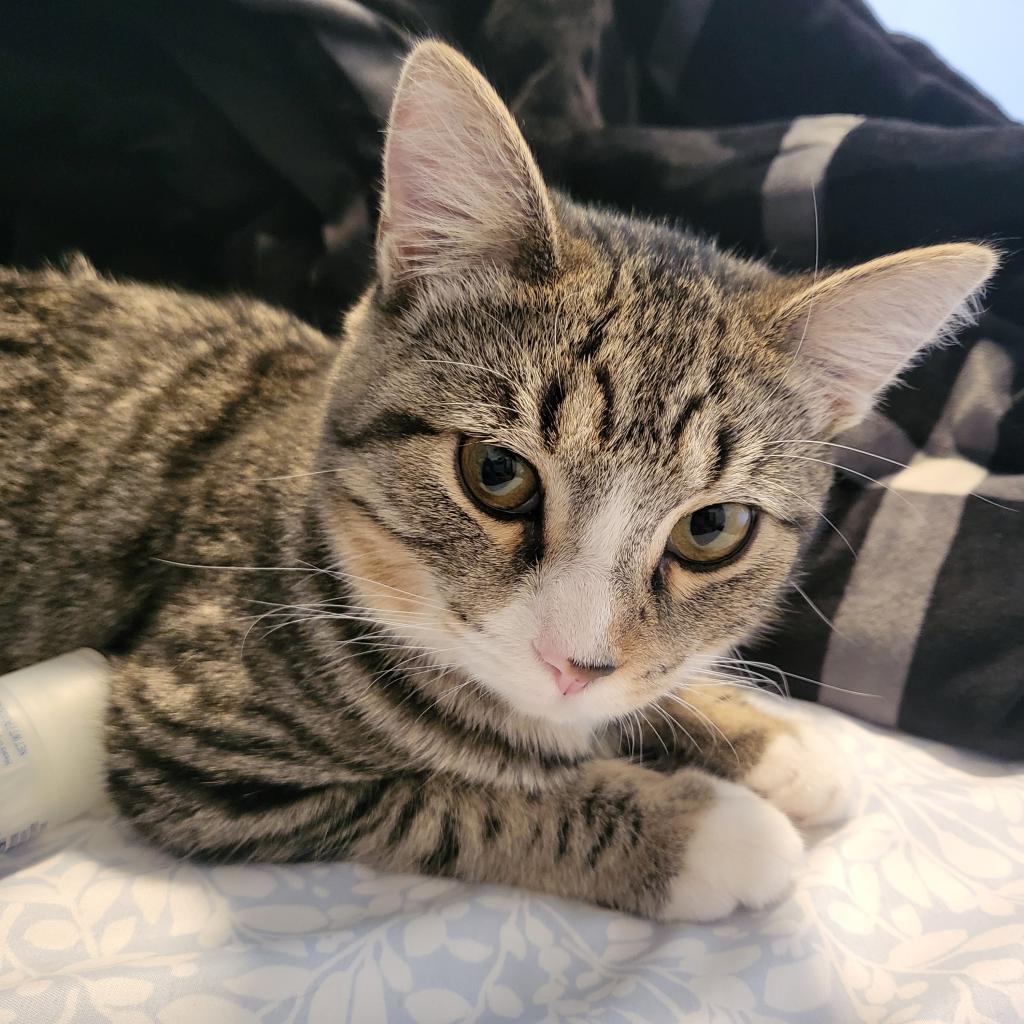 Medina - Domestic Short Hair