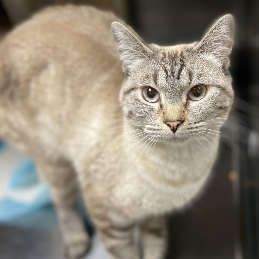 Adoptable Female Female