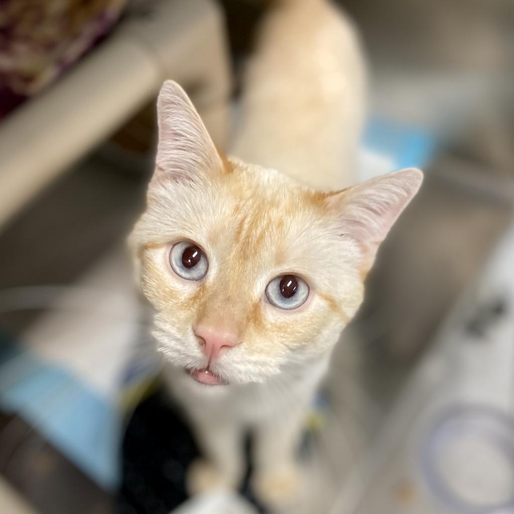 Diego - Domestic Short Hair / Siamese