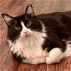 adoptable Cat in slc, UT named Lady Luck