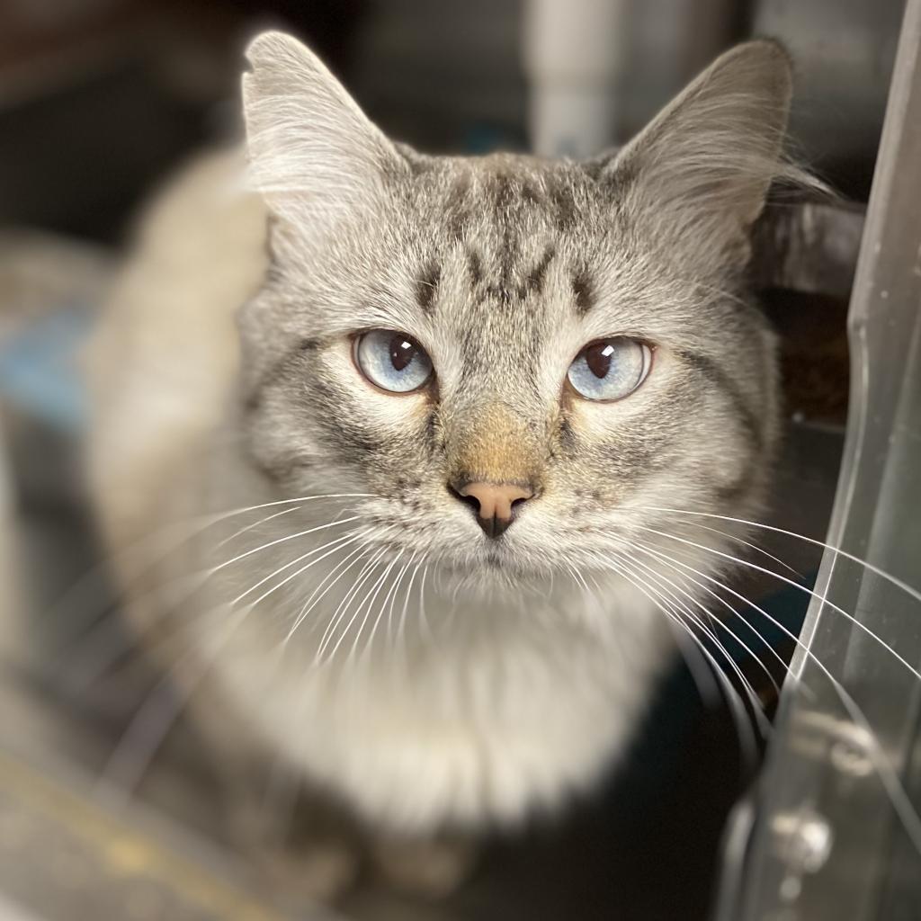 Cat adoption in SLC, UT 84106 Domestic Short Hair Cat "Ciao"