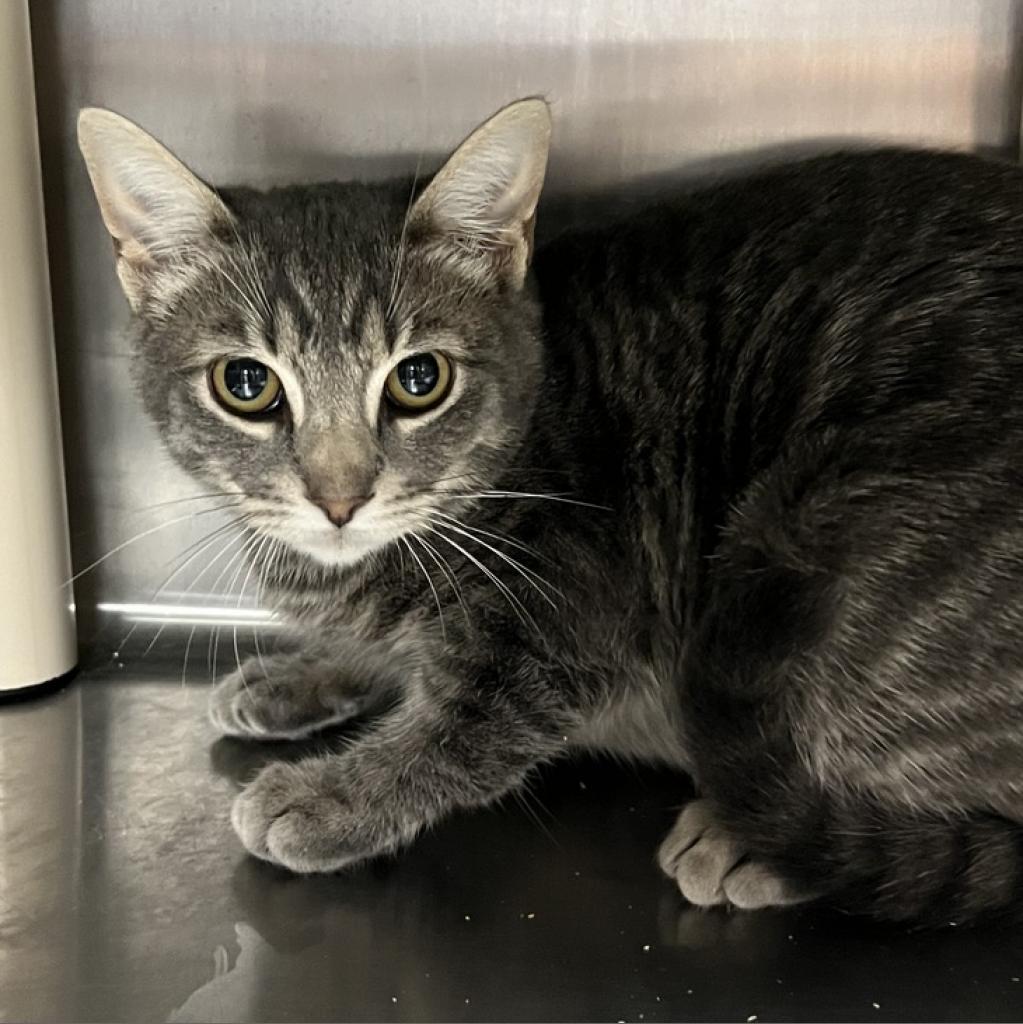Adoptable Male Male
