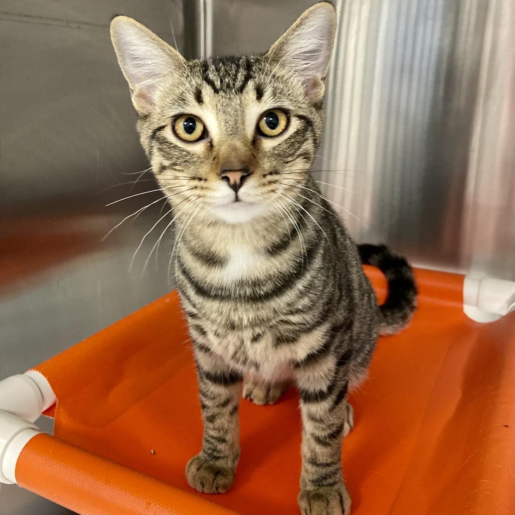 Adoptable Male Male