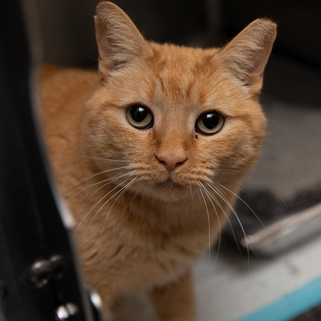Adoptable Male Male