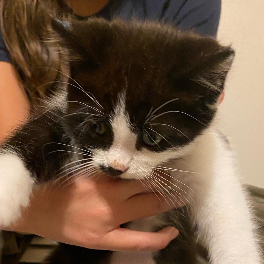 Adoptable Male Male