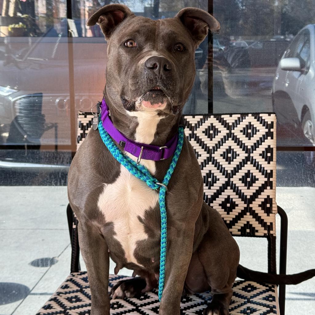 Adoptable Female Female