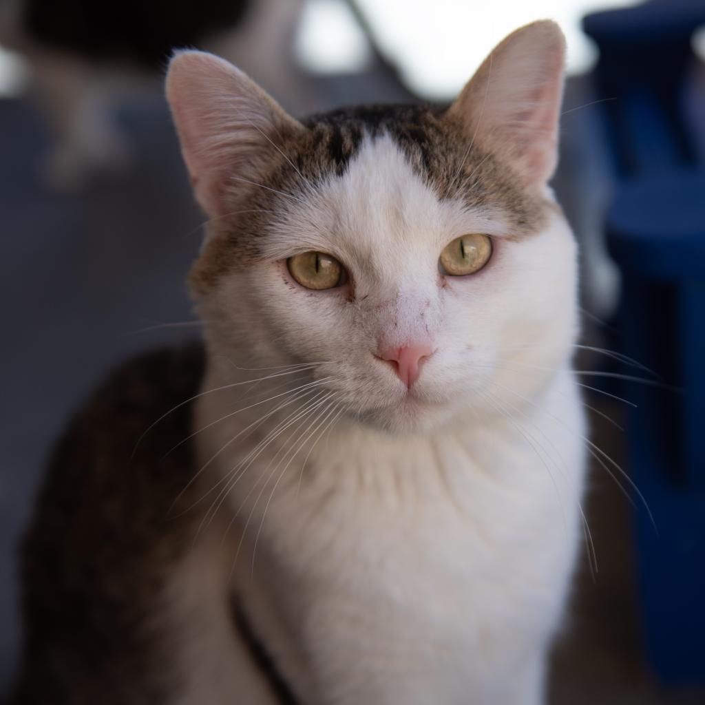 Adoptable Male Male