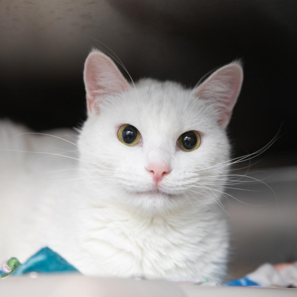 Frost - Domestic Short Hair