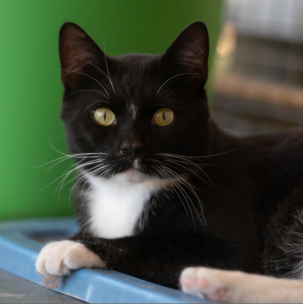 Adoptable Male Male