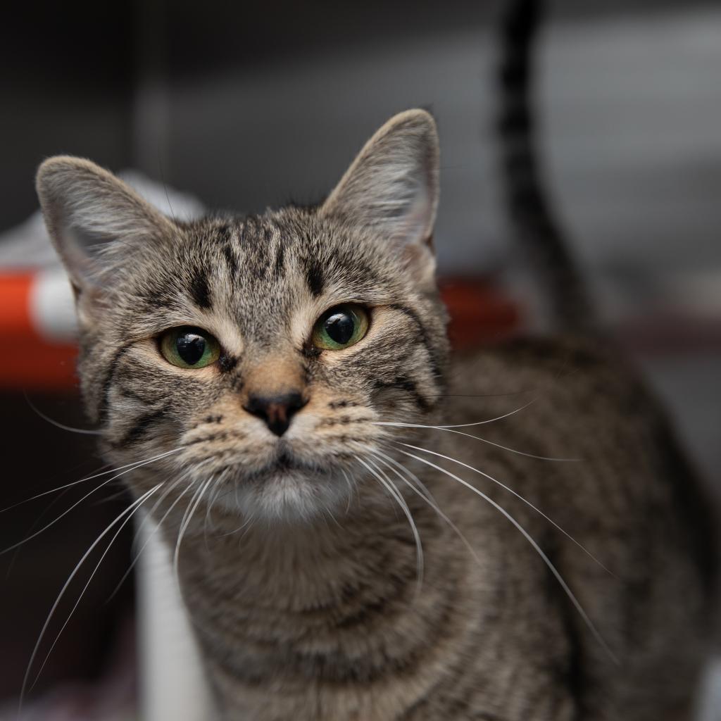 Adoptable Female Female
