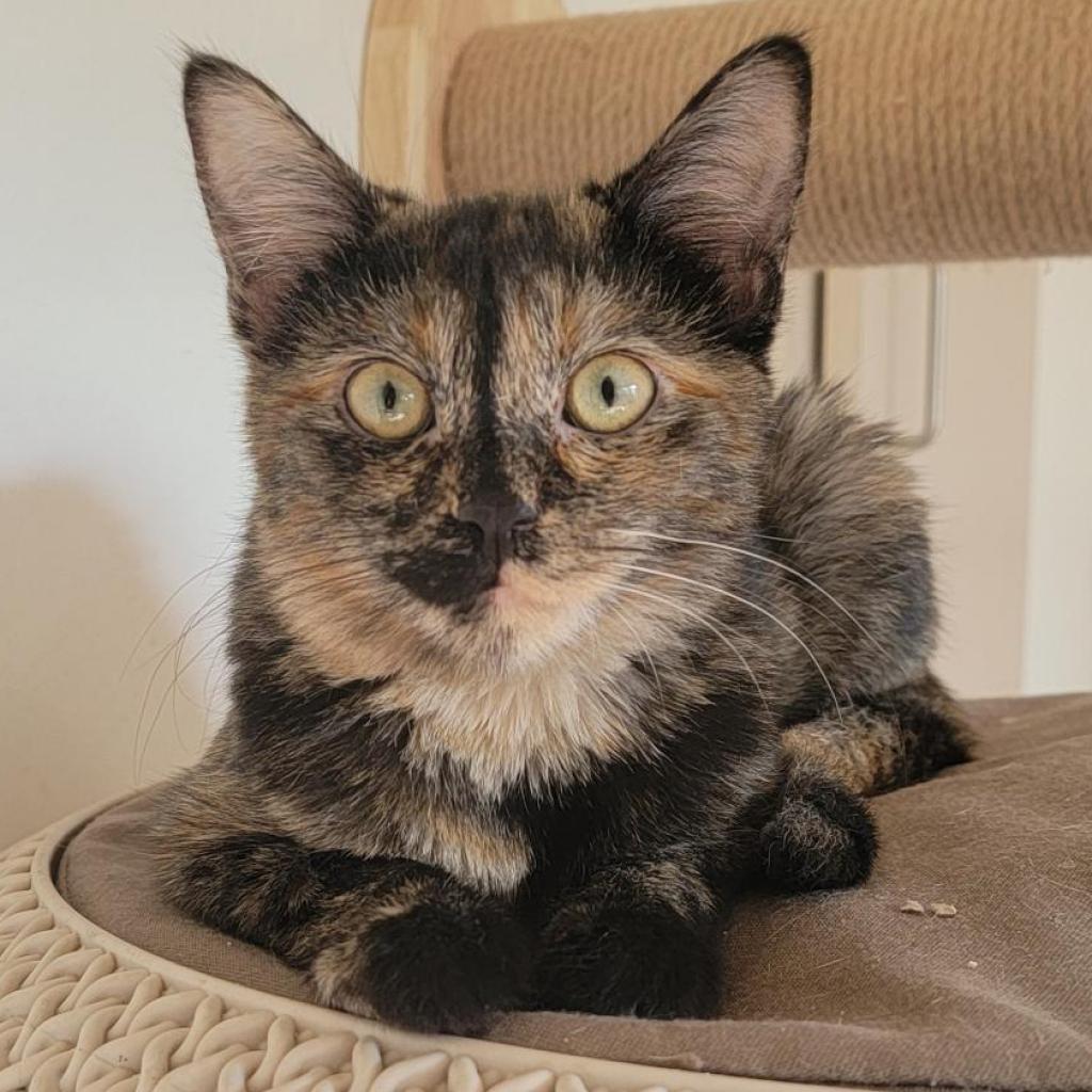 Adoptable Female Female