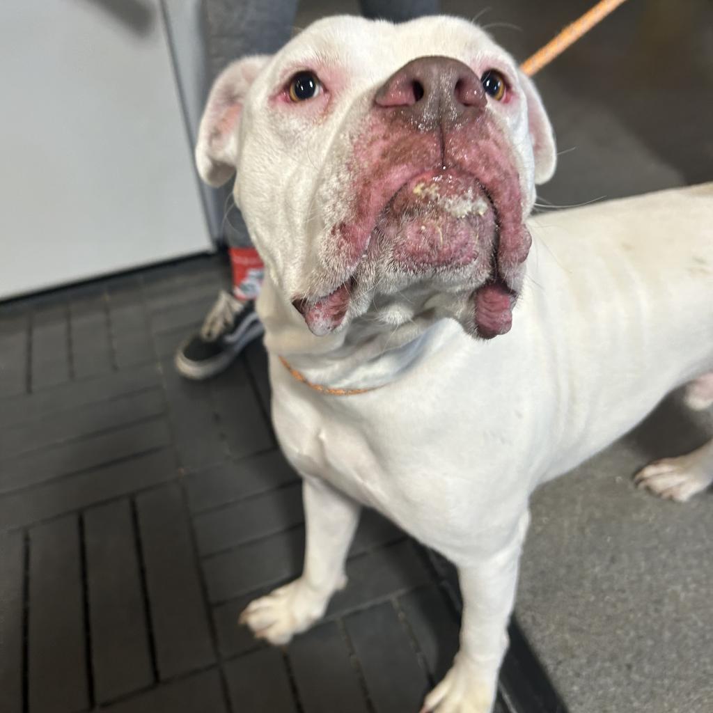 Meeko - Shepherd / English Bulldog / Mixed