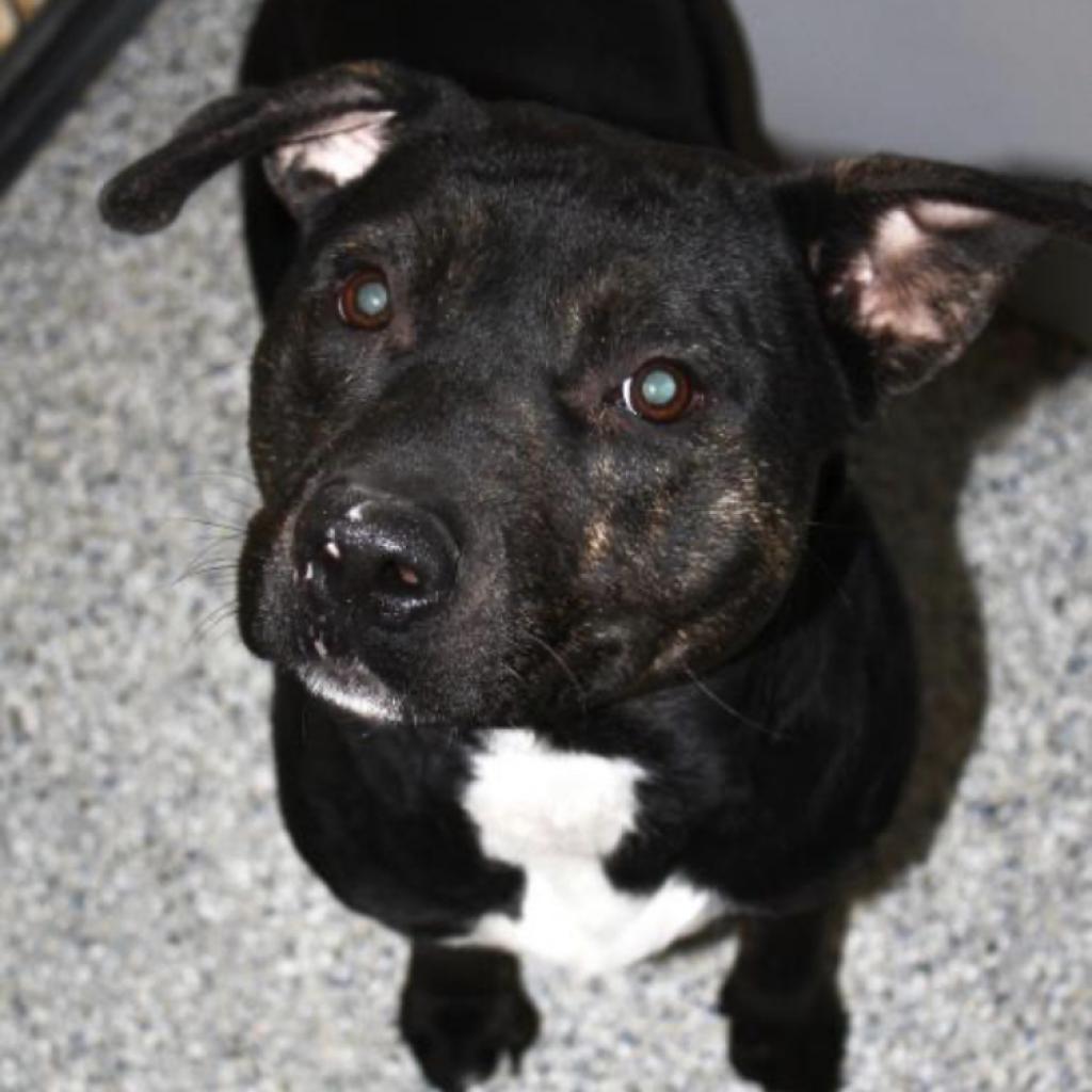 Bones - Terrier / American Staffordshire Terrier / Mixed