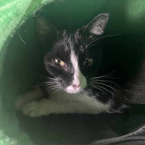 Susie, Adult Domestic Short Hair, cat for adoption in Orem, Utah