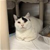 adoptable Cat in slc, UT named Sharpay Evans