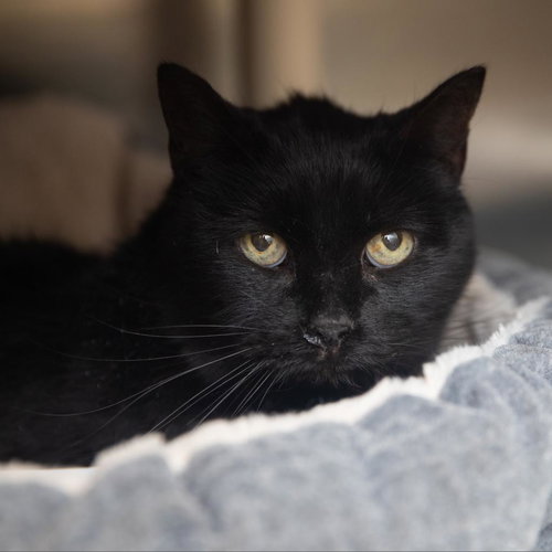 Maze, Senior Domestic Short Hair, cat for adoption in Orem, Utah