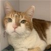 adoptable Cat in slc, UT named Sequoia