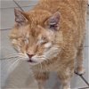 adoptable Cat in slc, UT named Alfalfa