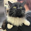 adoptable Cat in slc, UT named Donkey Kong