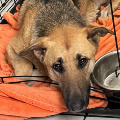 Sweet Pea, an adoptable Shepherd in Salt Lake City, UT
