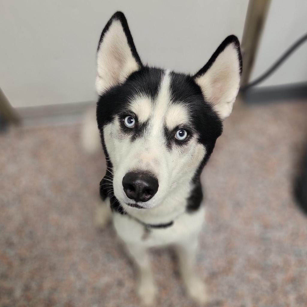 adoptable Dog in SLC, UT named Pepe Le Pew